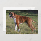 Carte Postale Chien de boîte debout (Devant / Derrière)