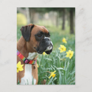 Carte Postale Chien de boîte en jonquilles