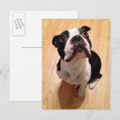 Carte Postale Chien de Boston Terrier (Devant / Derrière)