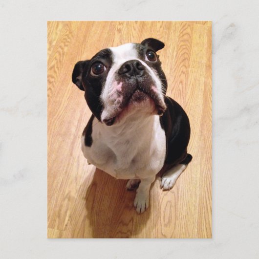 Carte Postale Chien de Boston Terrier (Devant)