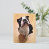 Carte Postale Chien de Boston Terrier (Debout devant)
