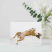Carte Postale Chien de boxe allongé sur son dos sur le sol (Debout devant)