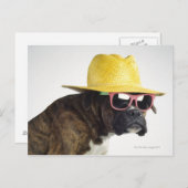 Carte Postale Chien de boxe avec casquette et lunettes (Devant / Derrière)