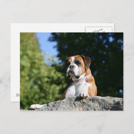 Carte Postale Chien de boxe posé sur un rocher (Devant / Derrière)