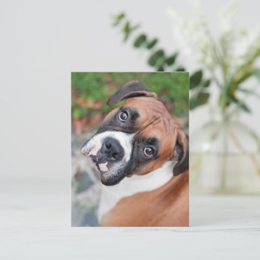 Carte Postale Chien de boxer mignon (Debout devant)