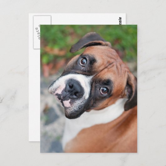 Carte Postale Chien de boxer mignon (Devant / Derrière)