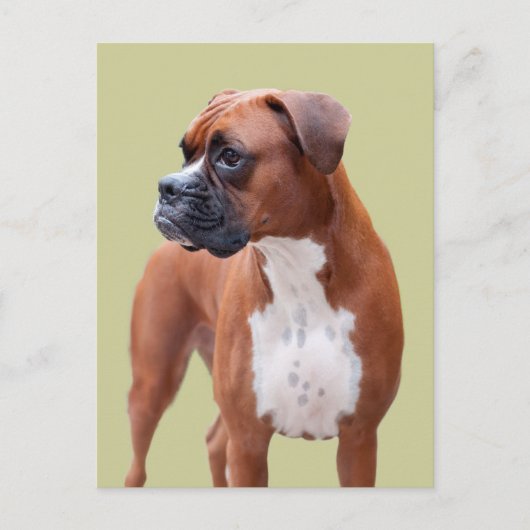 Carte Postale Chien de boxeur (Devant)
