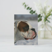 Carte Postale Chien de boxeur dans la neige (Debout devant)