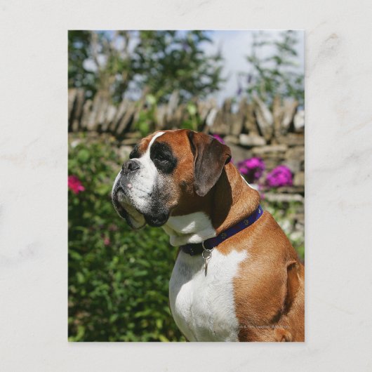 Carte Postale Chien de boxeur en fleurs (Devant)