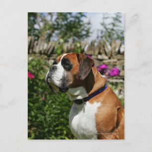 Carte Postale Chien de boxeur en fleurs