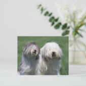 Carte Postale Chien de brebis polonais (Debout devant)