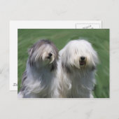 Carte Postale Chien de brebis polonais (Devant / Derrière)