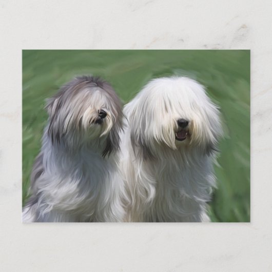 Carte Postale Chien de brebis polonais (Devant)