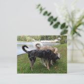 Carte Postale Chien de Catahoula Leopard et Ausky Dog (Debout devant)