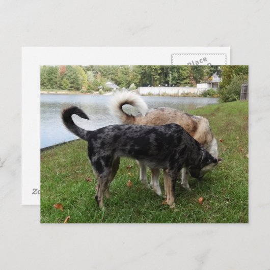 Carte Postale Chien de Catahoula Leopard et Ausky Dog (Devant / Derrière)