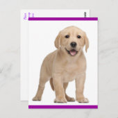 Carte postale Chien de Chien de Chien de Chien de  (Devant / Derrière)