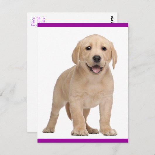 Carte postale Chien de Chien de Chien de Chien de  (Devant / Derrière)