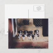 Carte Postale Chien De Collie Puppies Bordure (Devant / Derrière)