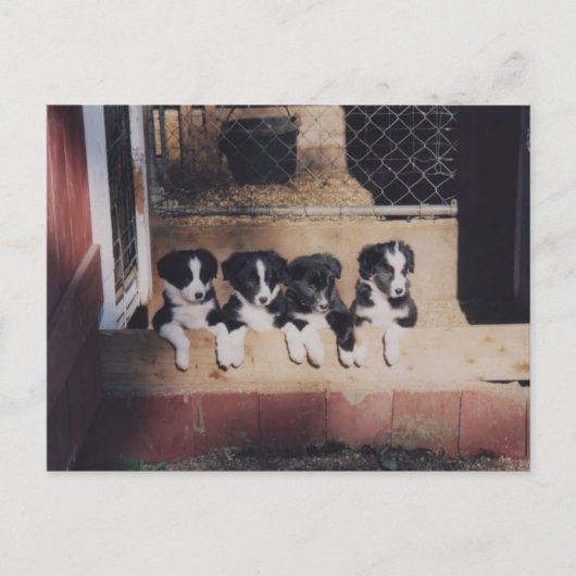Carte Postale Chien De Collie Puppies Bordure (Devant)