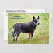 Carte Postale chien de garde bleu (Devant / Derrière)