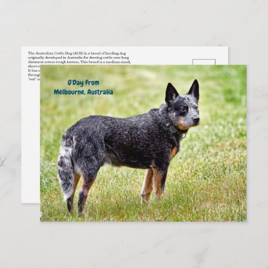 Carte Postale chien de garde bleu (Devant / Derrière)