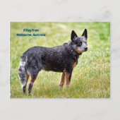 Carte Postale chien de garde bleu (Devant)