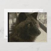 Carte Postale Chien de loup noir (Devant / Derrière)