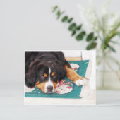 Carte postale Chien de Montagne Bernese (Debout devant)