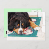 Carte postale Chien de Montagne Bernese (Devant / Derrière)