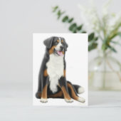 Carte postale Chien de Montagne Bernese (Debout devant)