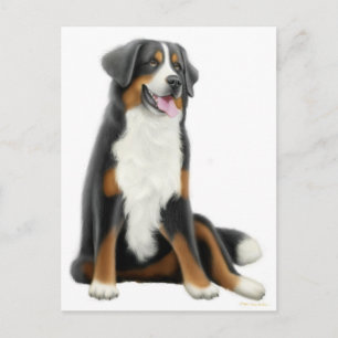 Carte postale Chien de Montagne Bernese