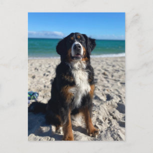 Carte Postale Chien de montagne bernois