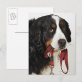 Carte Postale Chien de montagne bernois (Berner Sennenhund) (Devant / Derrière)