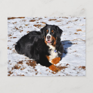 Carte Postale Chien de Montagne bernois jouant dans la neige