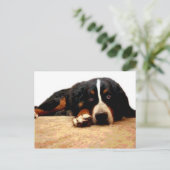 Carte Postale Chien de montagne de Bernese mûr (Debout devant)