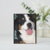 Carte Postale Chien de Montagne de Suisse (Debout devant)