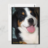 Carte Postale Chien de Montagne de Suisse (Devant / Derrière)