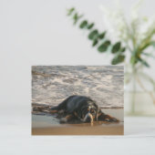 Carte Postale Chien de phoques (Debout devant)