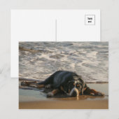 Carte Postale Chien de phoques (Devant / Derrière)