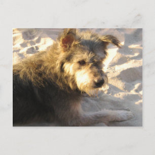Carte Postale Chien de plage thaïlandais