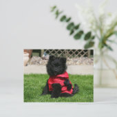 Carte Postale Chien de Poméranie Noire regardant la caméra (Debout devant)