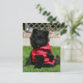 Carte Postale Chien de Poméranie Noire regardant la caméra (Debout devant)