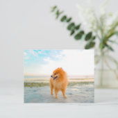 Carte Postale Chien de Poméranie orange à la plage (Debout devant)