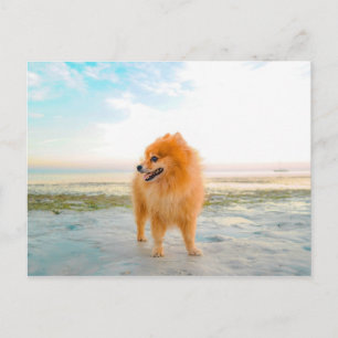 Carte Postale Chien de Poméranie orange à la plage