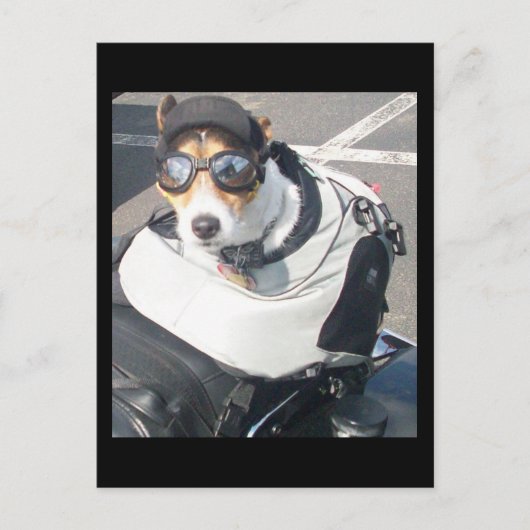 Carte postale Chien de porc (Devant)