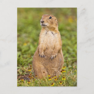 Carte Postale Chien de prairie à queue noire Cynomys