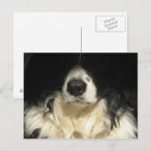 Carte Postale Chien de près (Devant / Derrière)