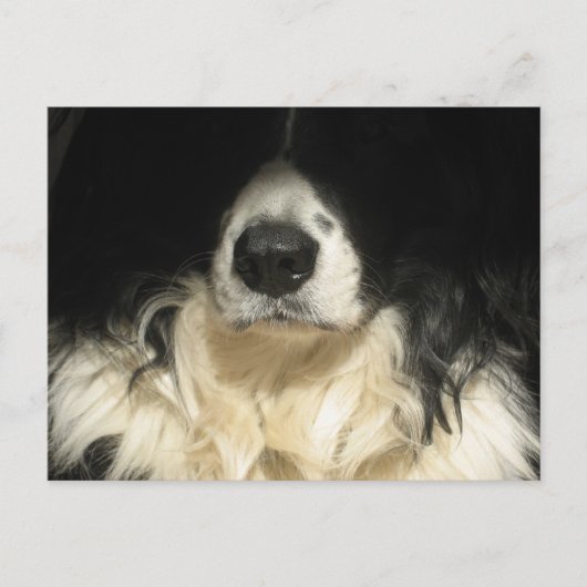 Carte Postale Chien de près (Devant)