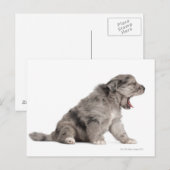 Carte Postale Chien de Pyrénées (4 semaines) (Devant / Derrière)