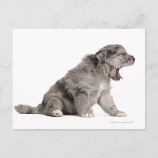 Carte Postale Chien de Pyrénées (4 semaines) (Devant)